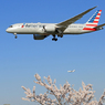 「青空」 桜 と アメリカン航空 B787-8+ 着陸します