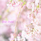 桜色の優しさ