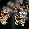 三日見ぬまの桜かな