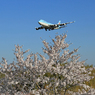 「青が大好き」  ☀桜とジャンボ機 B747 到着