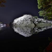 彦根城濠端夜桜