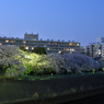 川辺の夜桜
