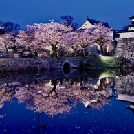 Sakura reflection