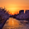 岡崎疎水の桜と夕日