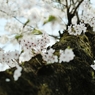 spring for tokyoites 2018