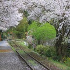 桜のトンネル3