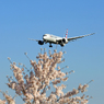 「すかい」 さくらとAmerican B787-8 Landing