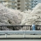 spring for tokyoites 2018