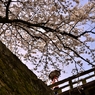 桜撮る