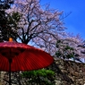彦根城桜散策