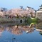 Sakura reflection ④