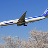 [青い空]+桜 ANA 777-381 JA779A Landing