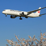 [青い空] +桜 JAL 787-9 JA867J Landing