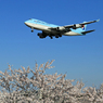 [青い空] +桜 Korean Cargo 747 HL7601 Landing