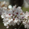 桜・多摩川#8