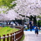 The avenue of the cherry tree.