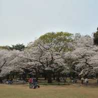 桜・代々木公園#1