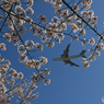 「良い天気」 sakura とジャンボ 離陸
