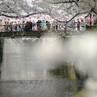 spring for tokyoites 2018