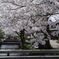 滋賀県醒ヶ井　地蔵川の桜