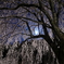 相野の桜と満月