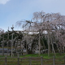 深堂の郷 畑の都しだれ桜