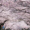 桜道