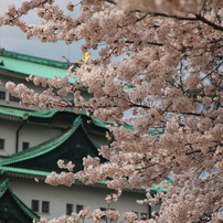 名古屋市の桜