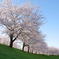 大榑川の桜