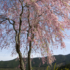 枝垂れ桜 #4