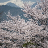 旅先の山々と桜