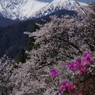 つつじと桜と空木岳