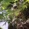 石斛の花 ：：セッコク Dendrobium