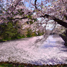 桜吹雪と花筏