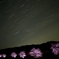 夜桜-3