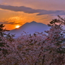 岩木山と桜と夕日