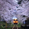 幻想風景 -桜トンネル-