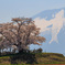 春満開・為内の一本桜Ⅱ