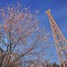 庭の夜桜　鉄塔添え　星空ソースがけ