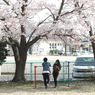 写真句：青春桜：NTW 122