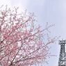 花曇りの満開桜　鉄塔添え