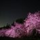夜桜 6