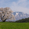 一本桜と岩手山