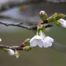 写真句：花来たる