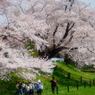 園児も花見