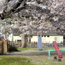 写真掌編：小さな公園の大きな桜：NTW 124