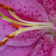 綺麗な花にはとげがある