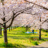 桜が雲のように