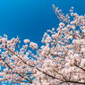 深青の空と桜