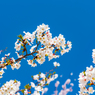 深青の空と桜 その２
